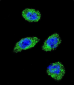 POLG Antibody (C-term)